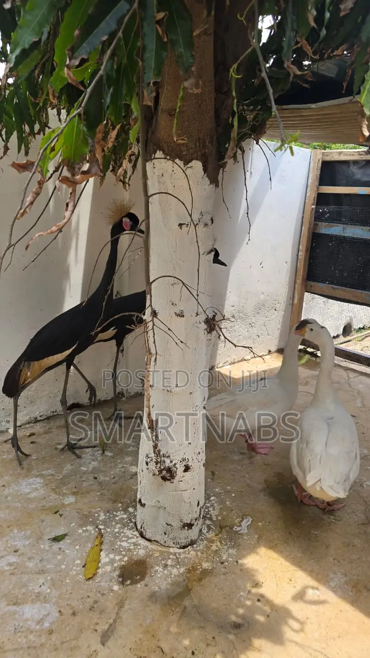 Crown Crane