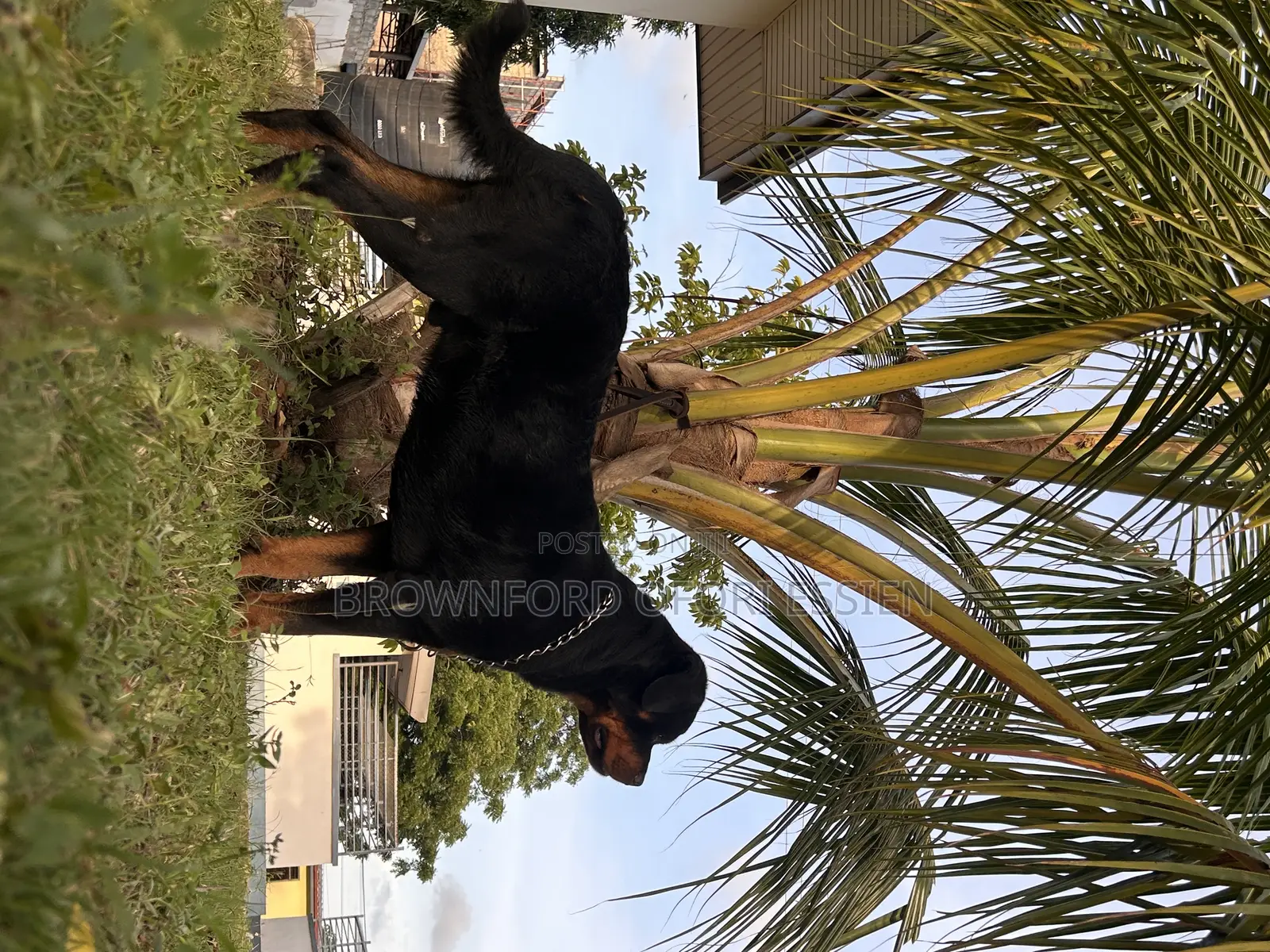 1+ year Male Purebred Rottweiler