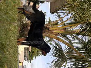 1+ year Male Purebred Rottweiler