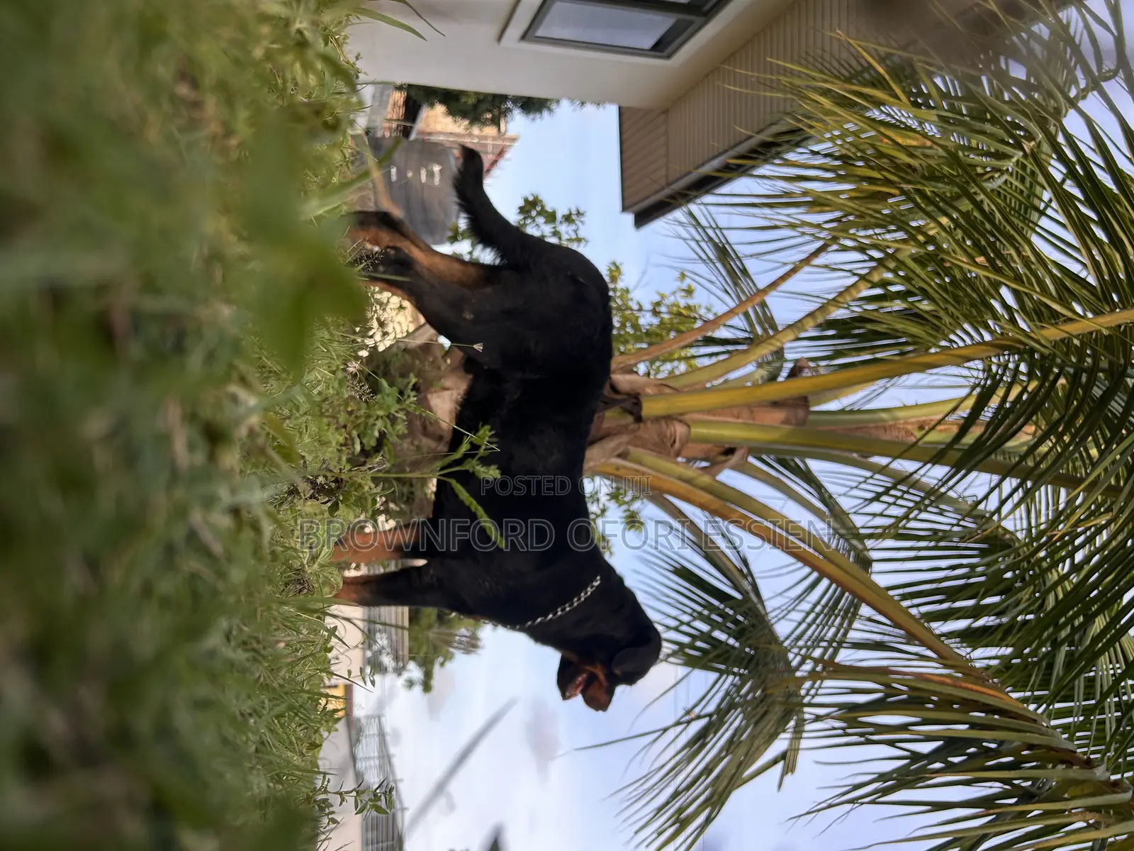 1+ year Male Purebred Rottweiler