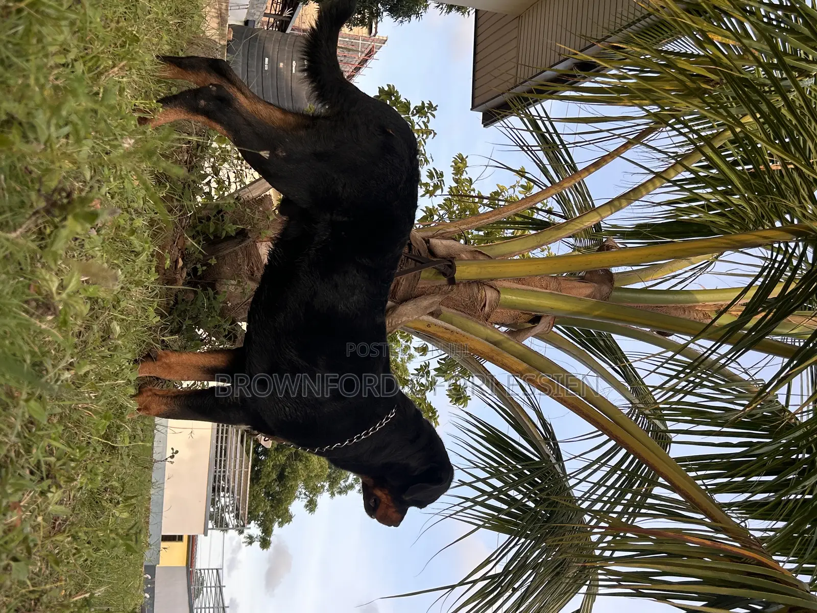 1+ year Male Purebred Rottweiler