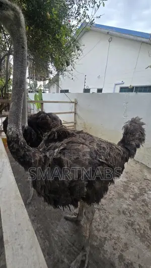 Male Ostrich