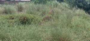 Beach Land for Sale at Kokrobite