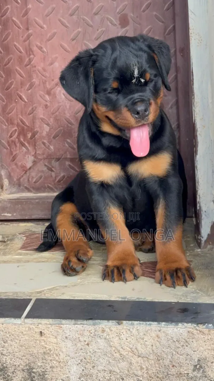 1-3 months Male Purebred German Shepherd