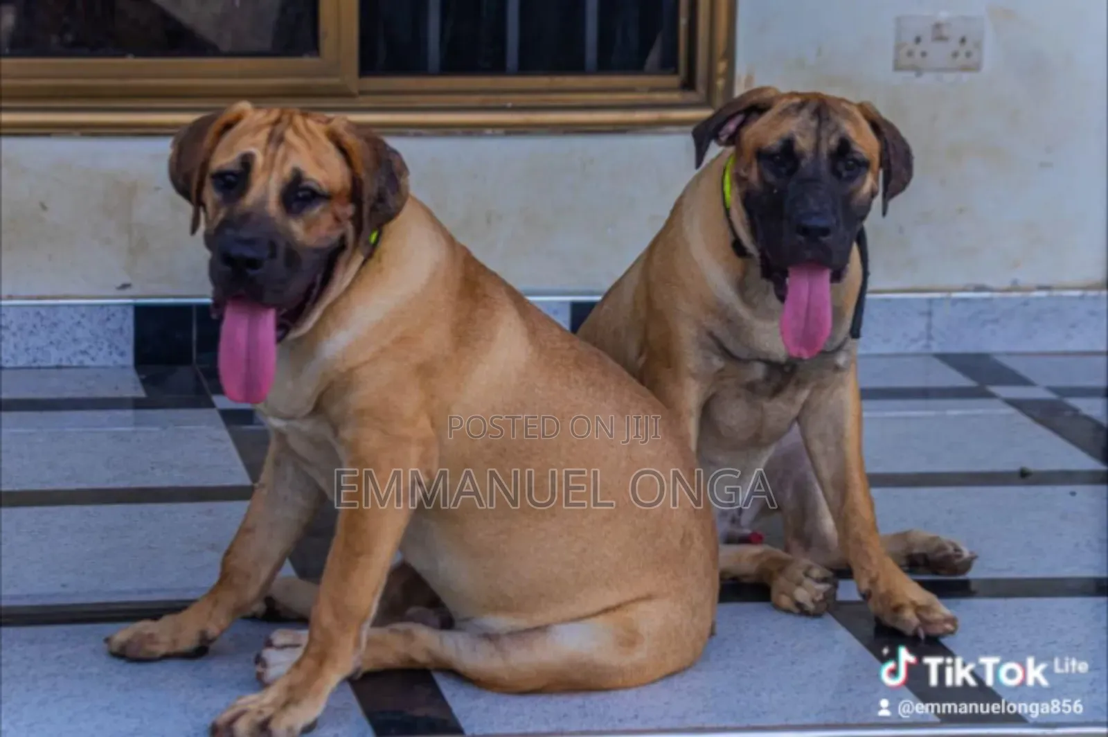 1-3 months Male Purebred German Shepherd