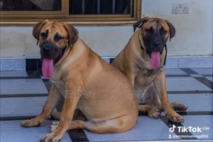 1-3 months Male Purebred German Shepherd