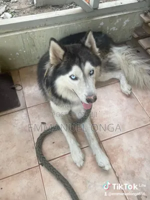 1-3 months Male Purebred German Shepherd