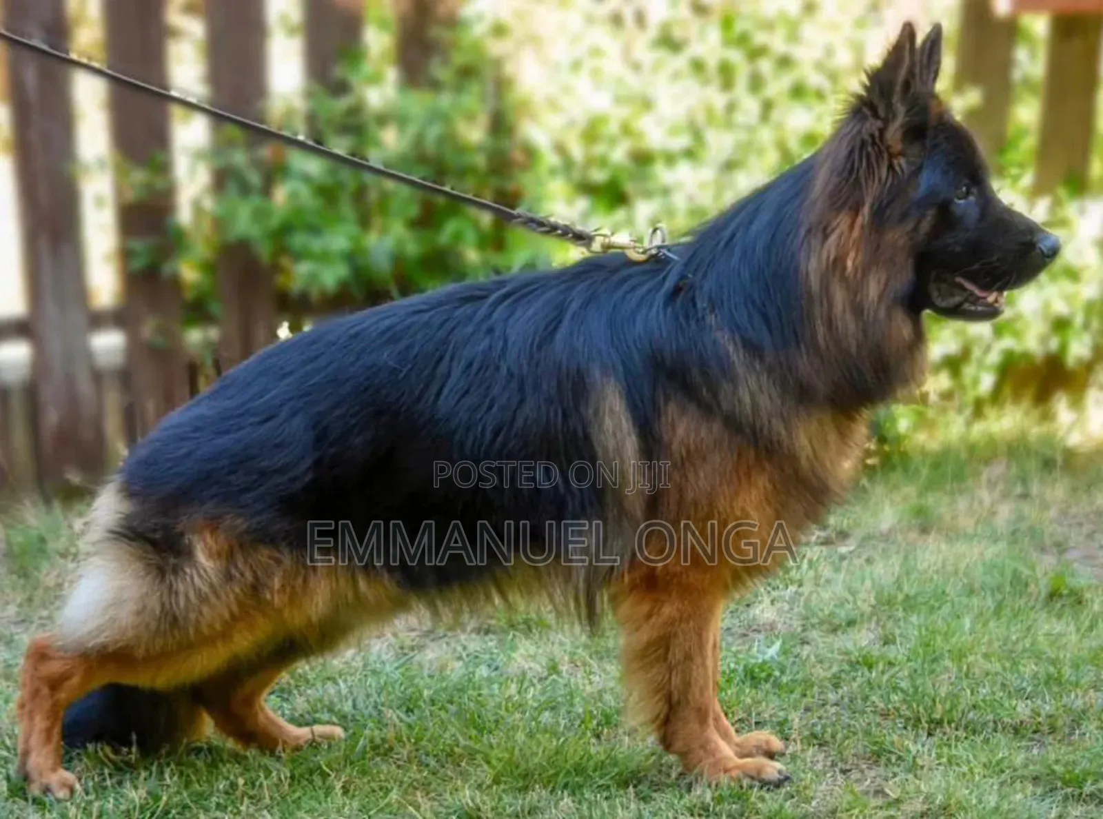 1-3 months Male Purebred German Shepherd
