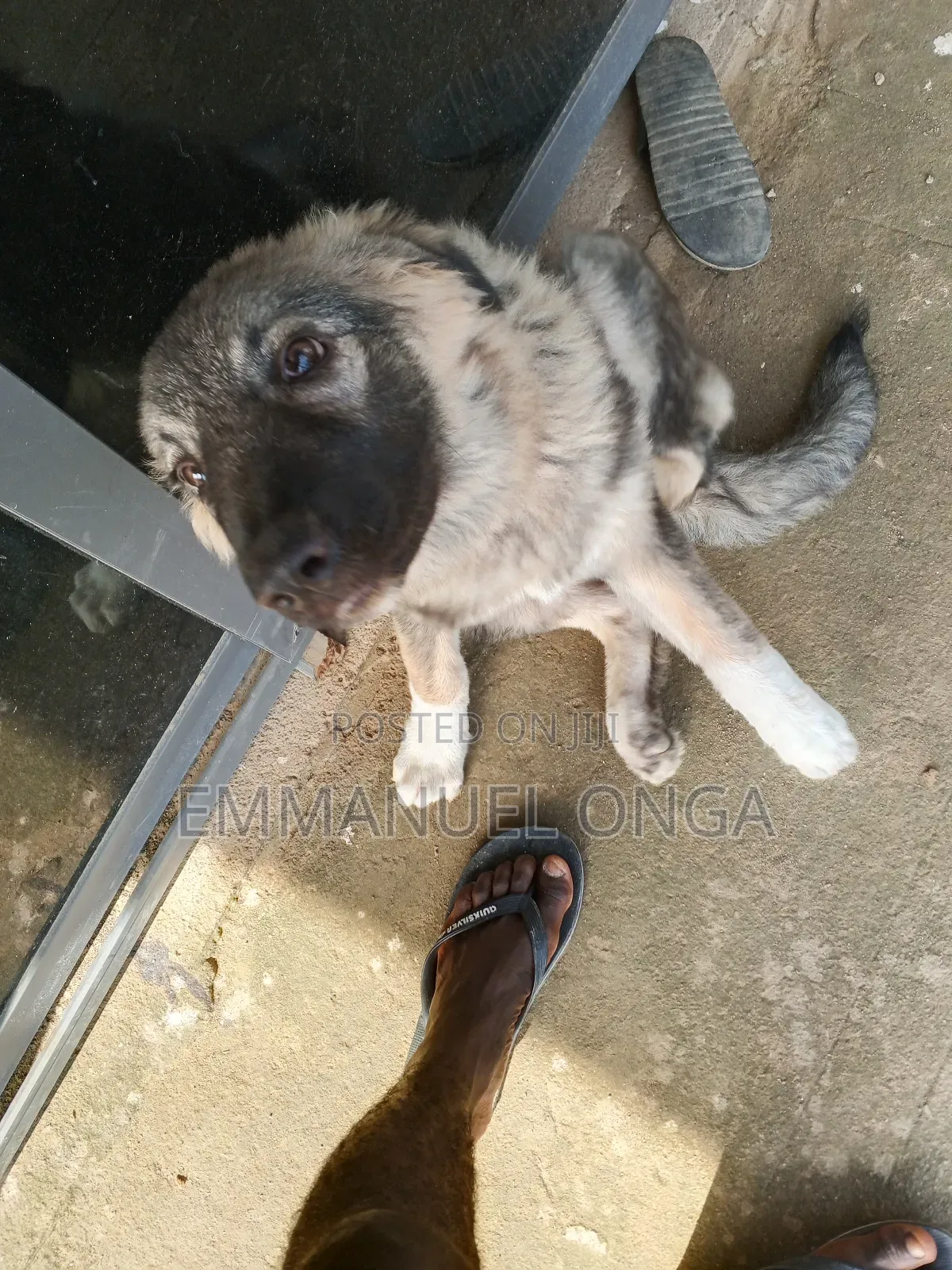1-3 months Male Purebred German Shepherd