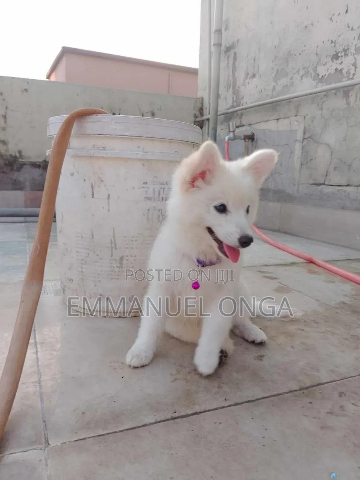 1-3 months Male Purebred German Shepherd