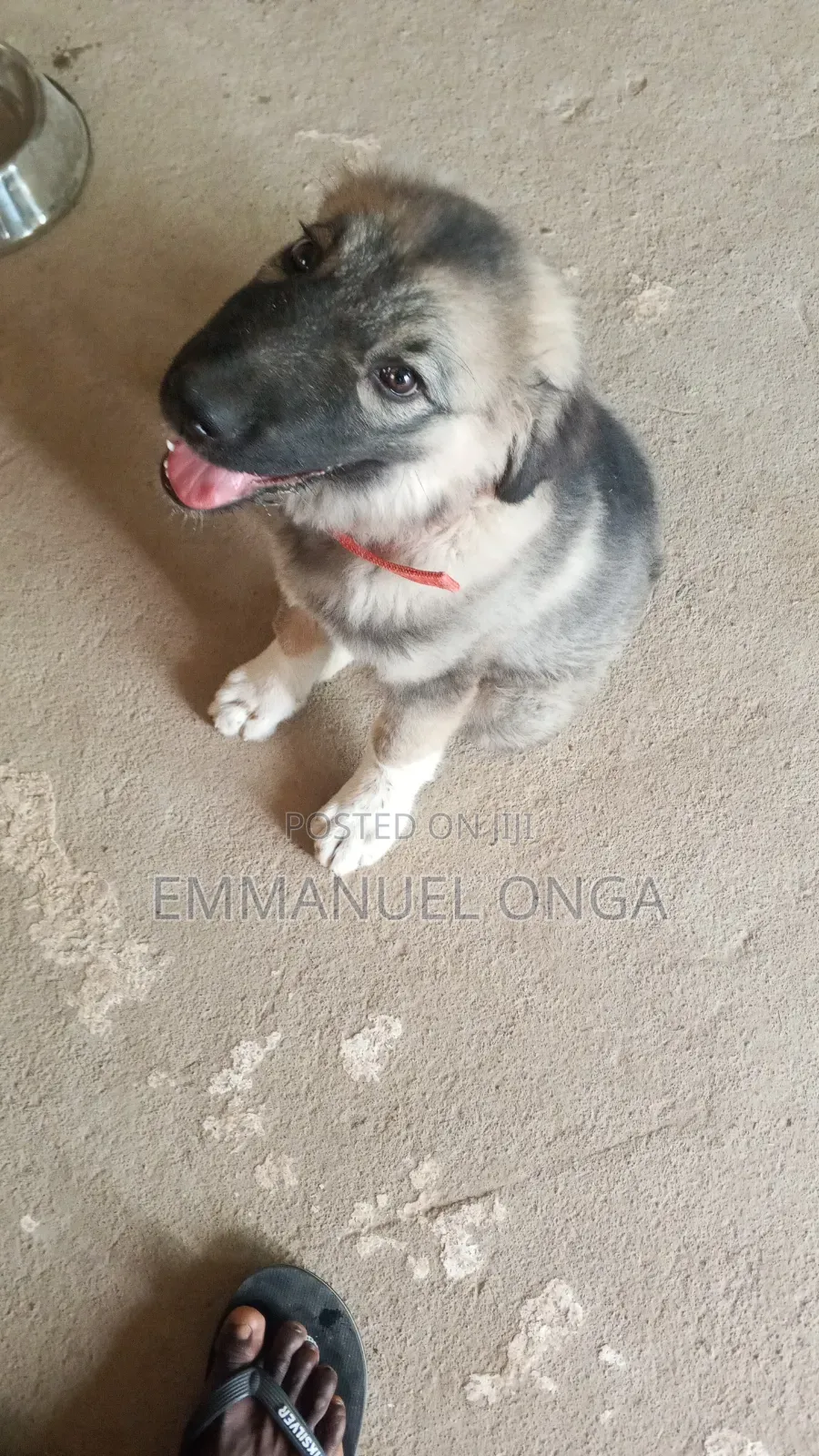 1-3 months Male Purebred German Shepherd