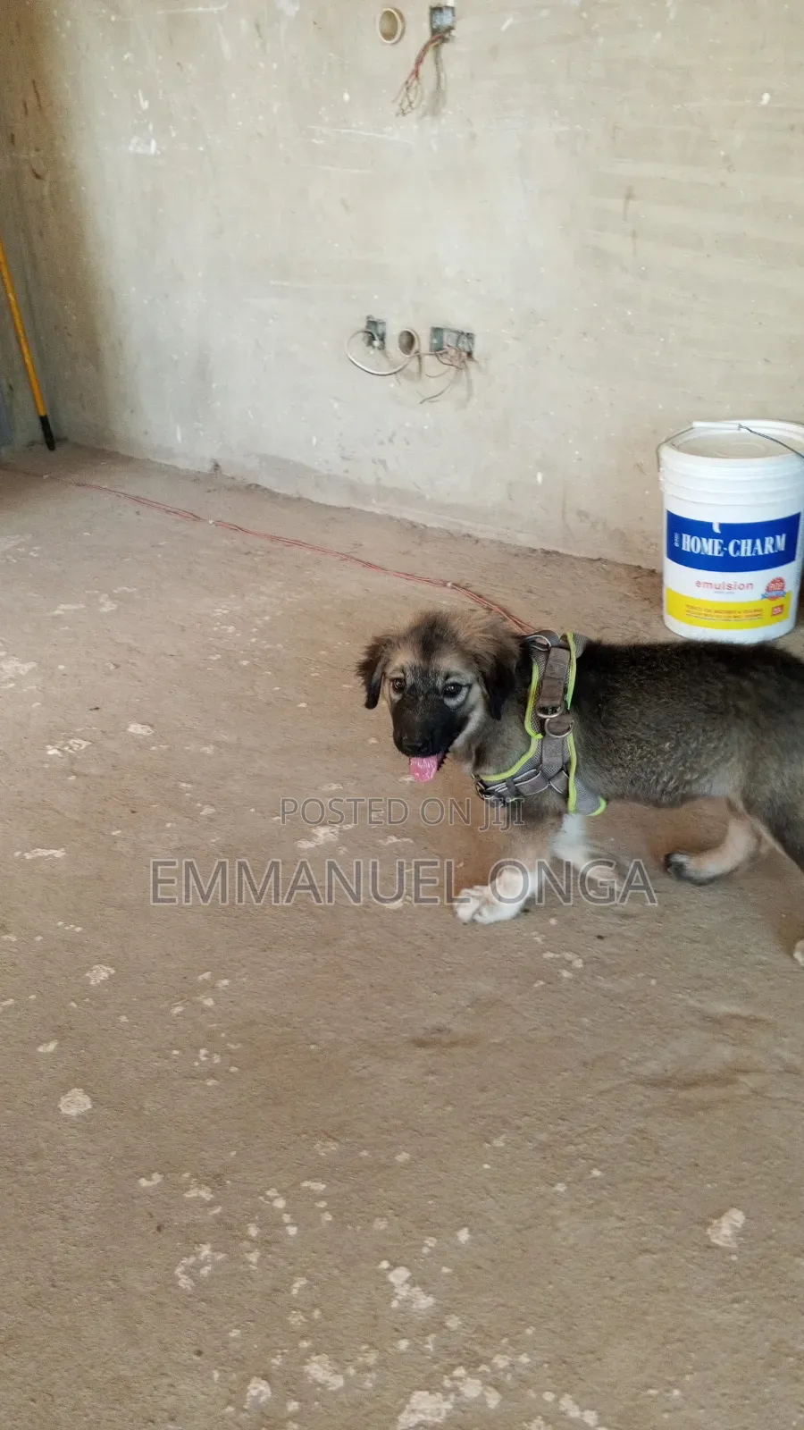 1-3 months Male Purebred German Shepherd