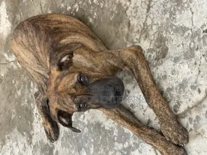 3-6 months Male Purebred Boerboel