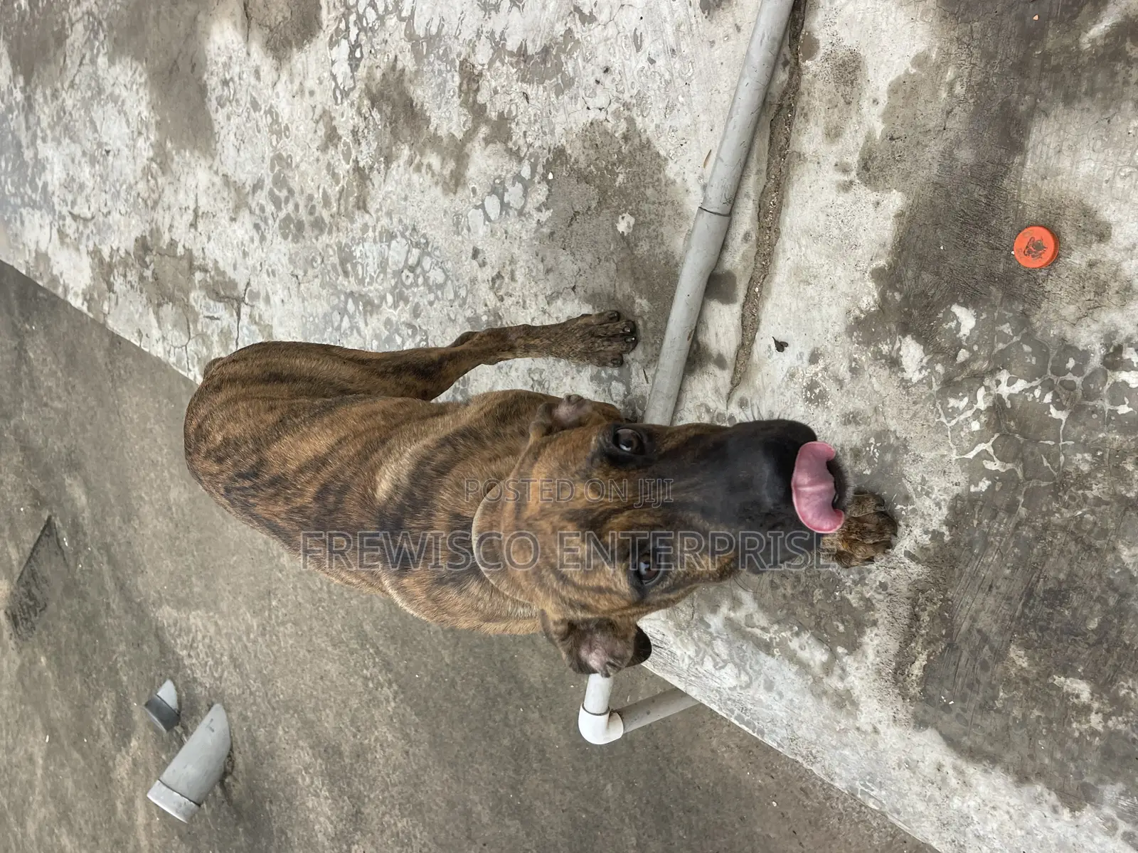 3-6 months Male Purebred Boerboel