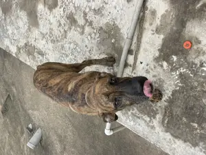 3-6 months Male Purebred Boerboel