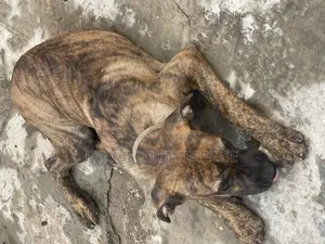 3-6 months Male Purebred Boerboel