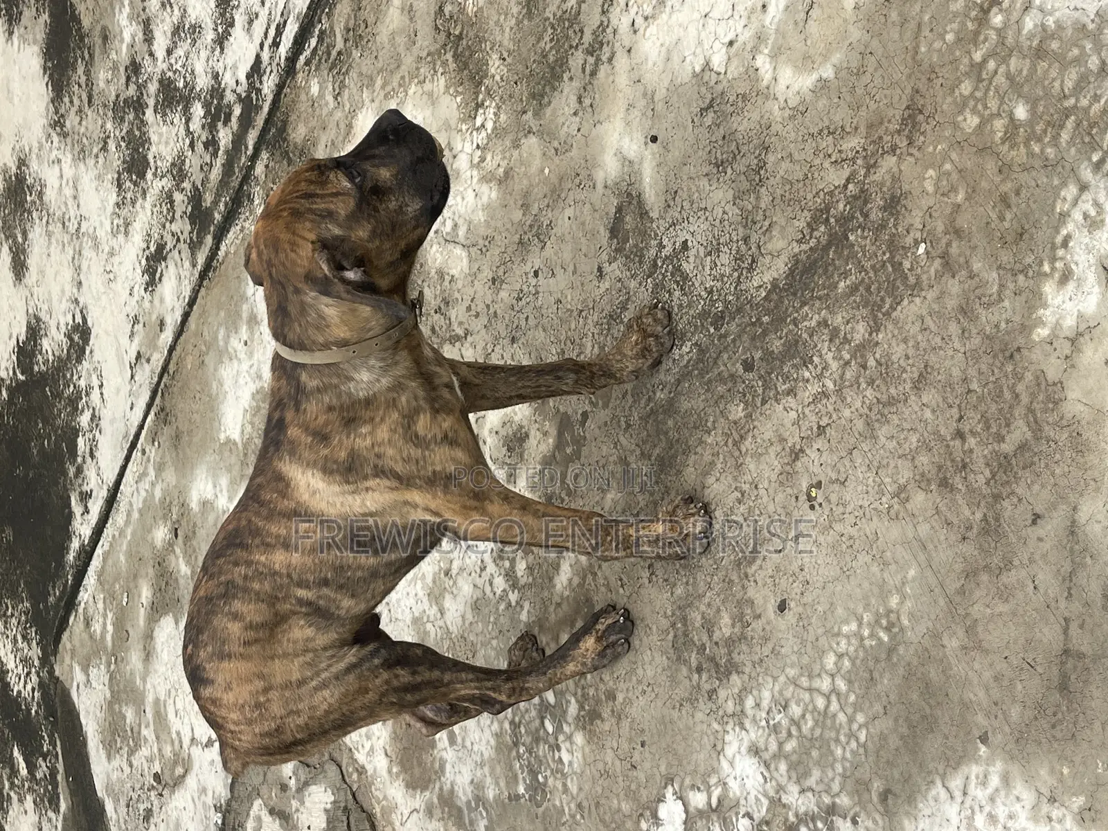 3-6 months Male Purebred Boerboel