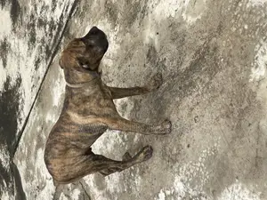 3-6 months Male Purebred Boerboel