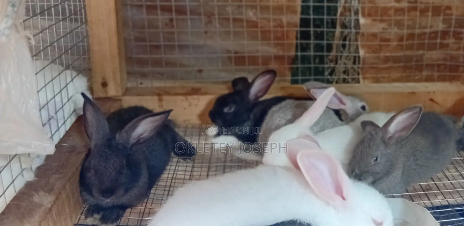 Healthy Rrabbits for Sell.