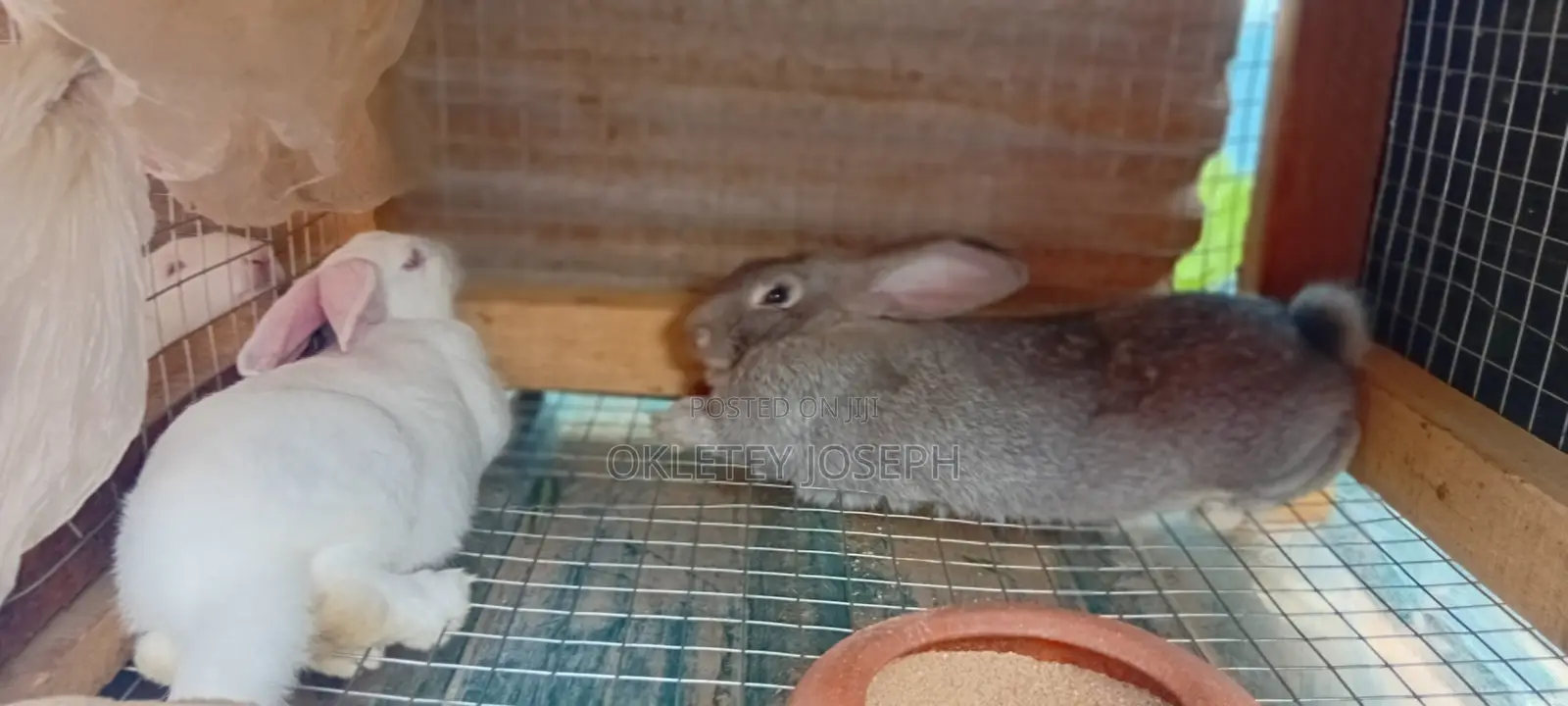 Healthy Rrabbits for Sell.