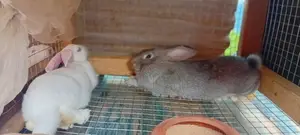 Healthy Rrabbits for Sell.