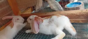 Healthy Rrabbits for Sell.