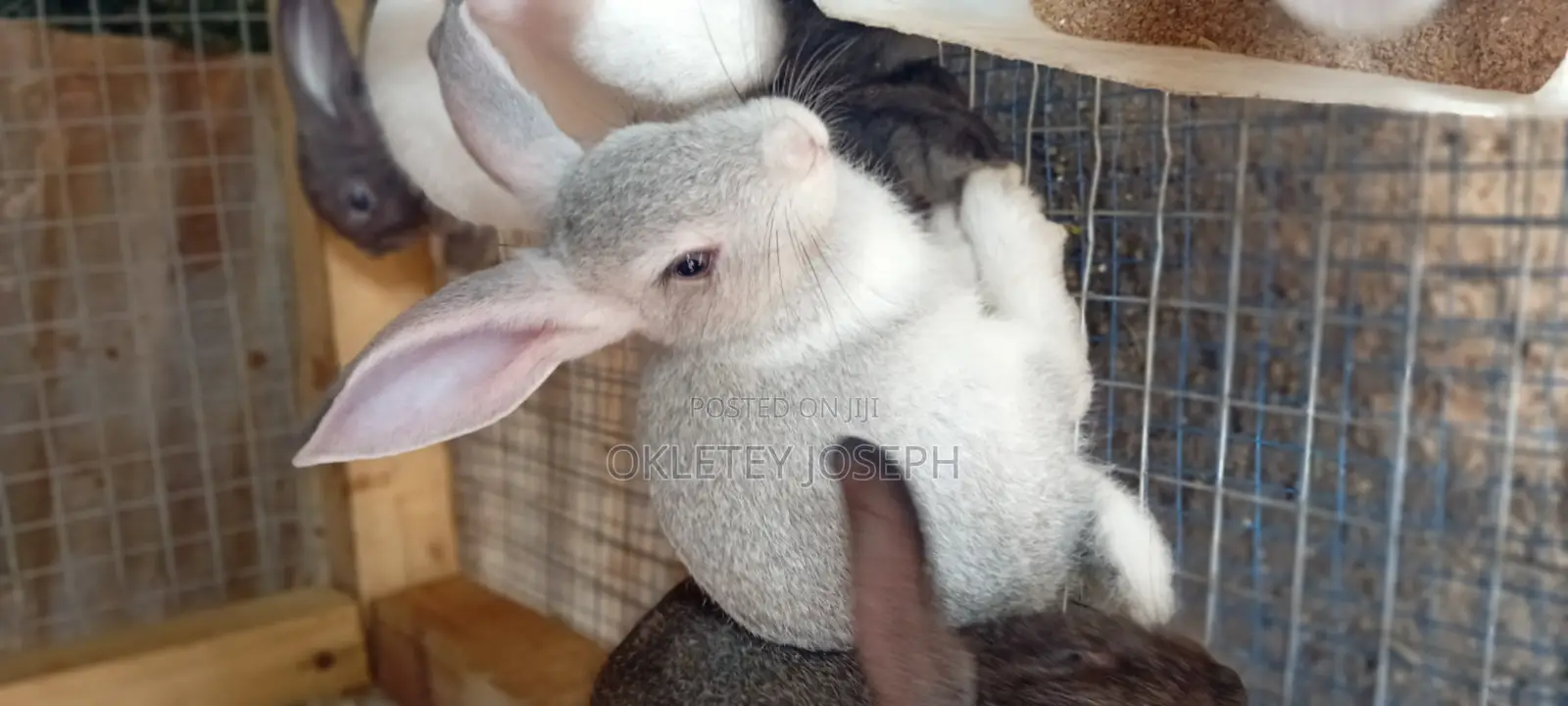 Healthy Rrabbits for Sell.