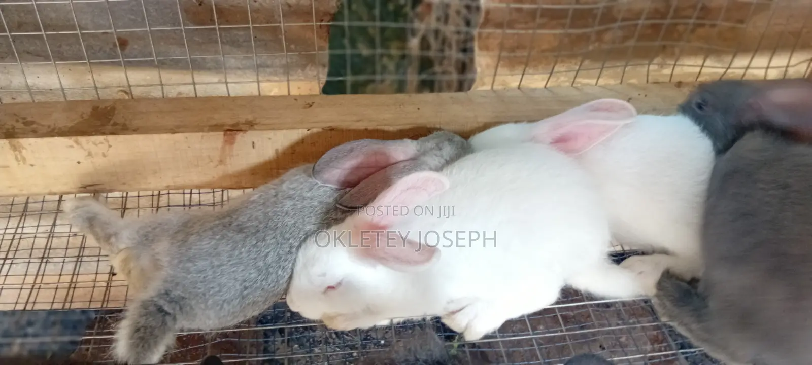 Healthy Rrabbits for Sell.