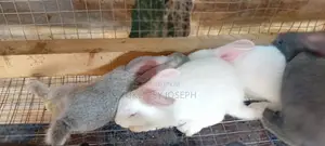 Healthy Rrabbits for Sell.