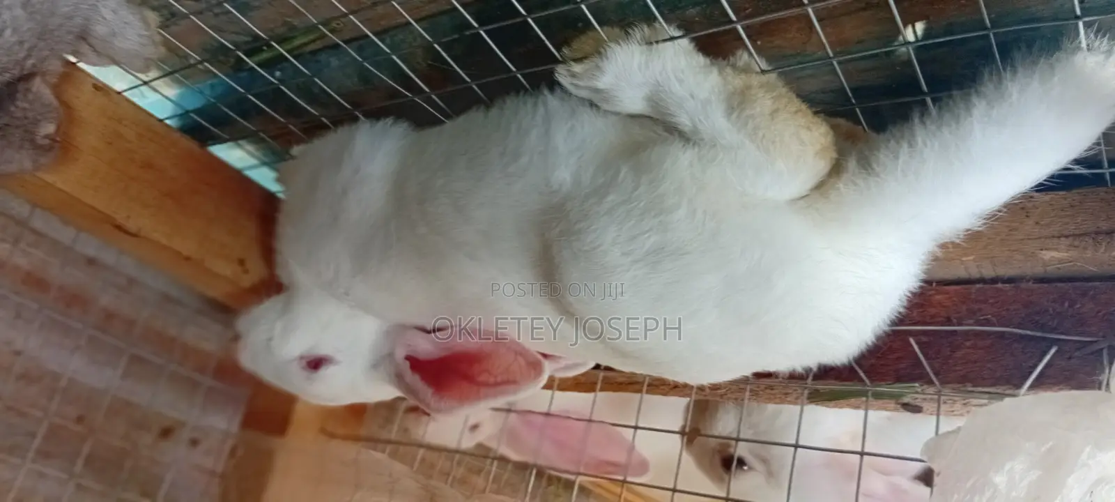 Healthy Rrabbits for Sell.