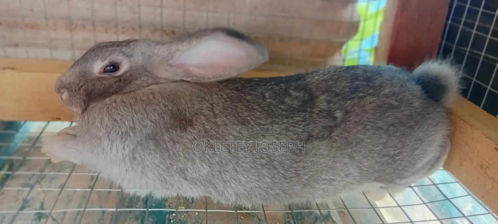 Healthy Rrabbits for Sell.