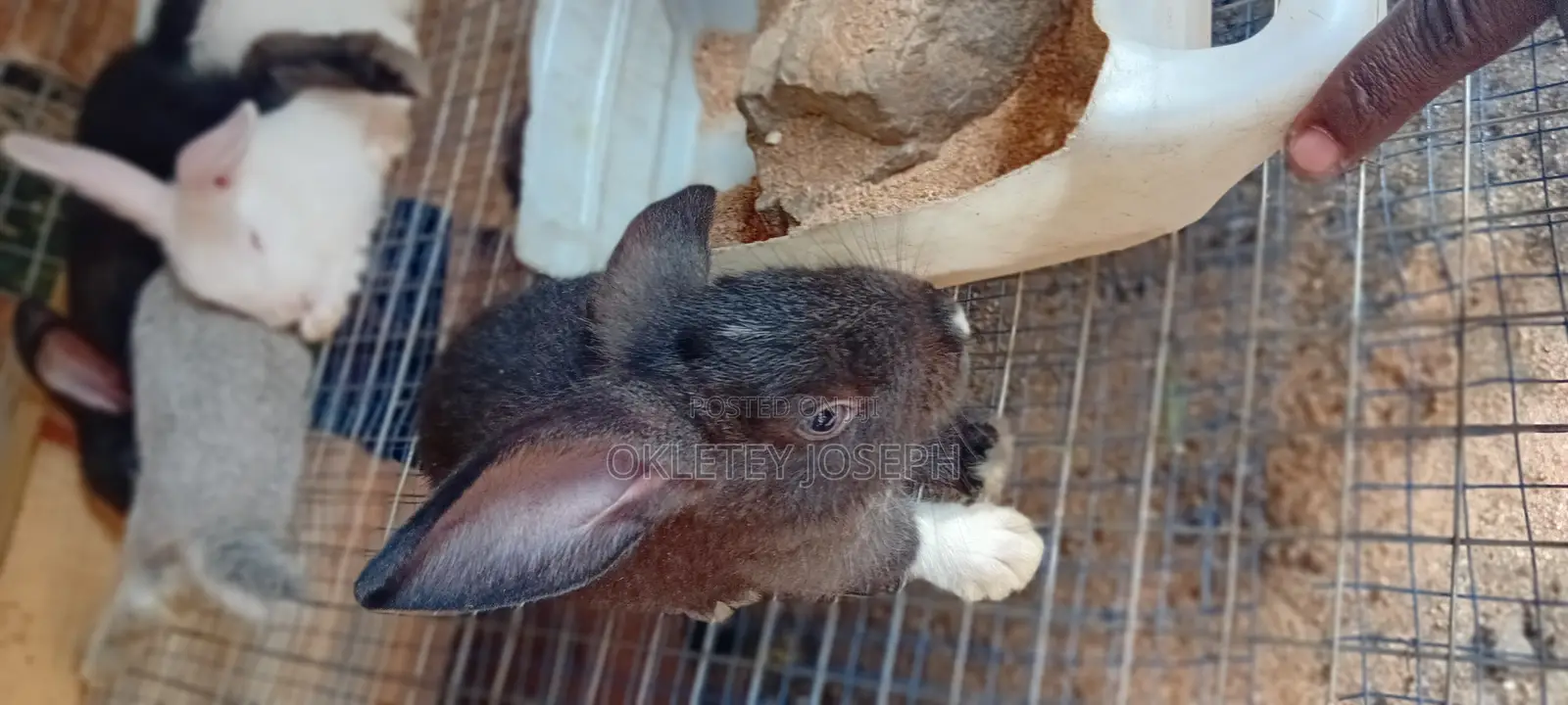 Healthy Rrabbits for Sell.