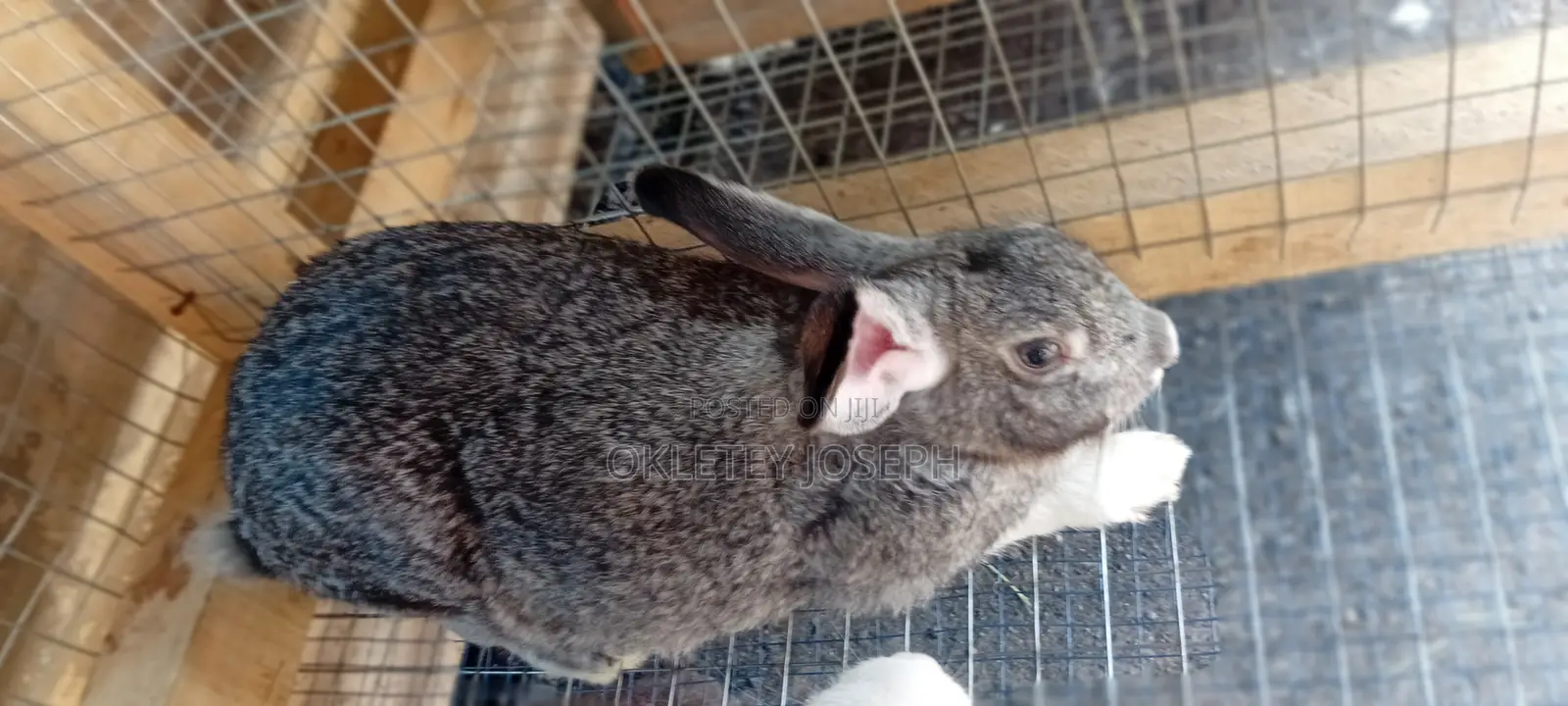 Healthy Rrabbits for Sell.