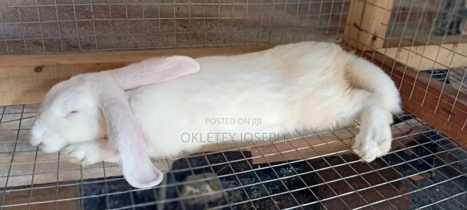 Healthy Rrabbits for Sell.
