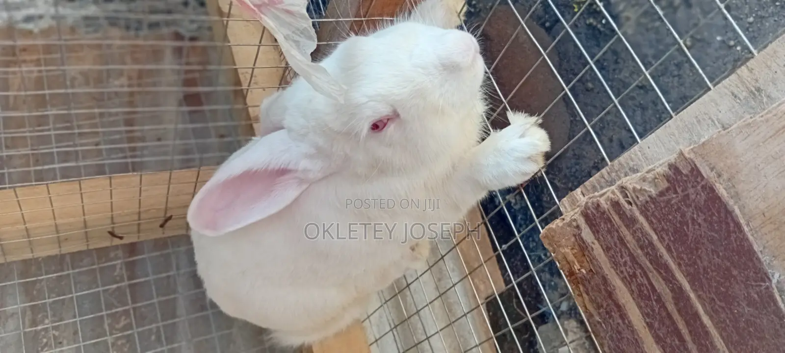 Healthy Rrabbits for Sell.