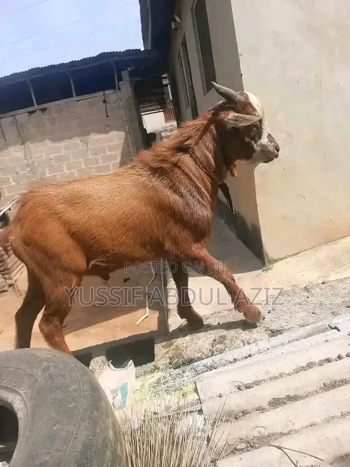 Goat Is for Sale