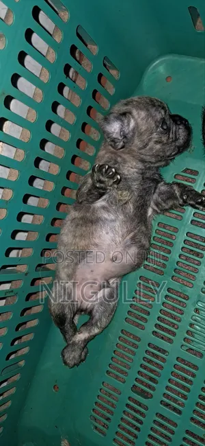 1-3 months Male Purebred Pug