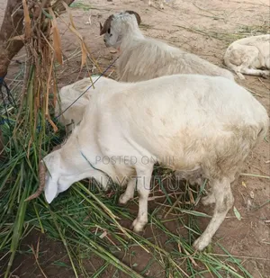 Special Sala Ram