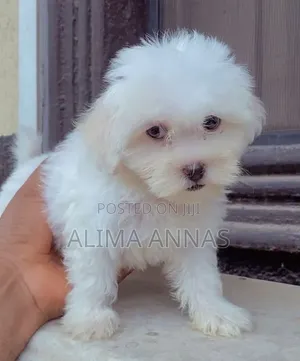 1-3 months Male Purebred Maltese