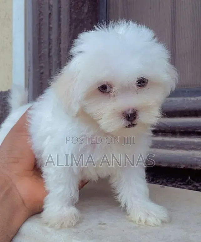 1-3 months Male Purebred Maltese