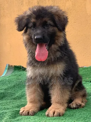 1-3 months Male Purebred German Shepherd