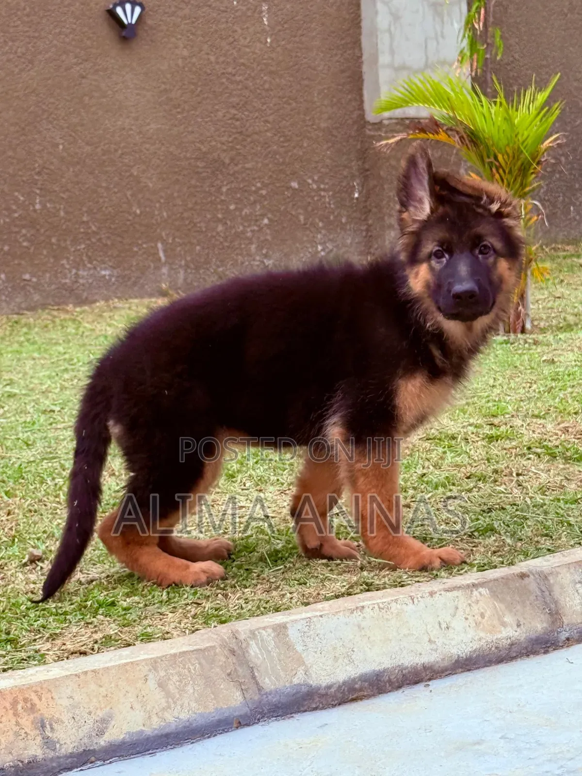 1-3 months Male Purebred German Shepherd