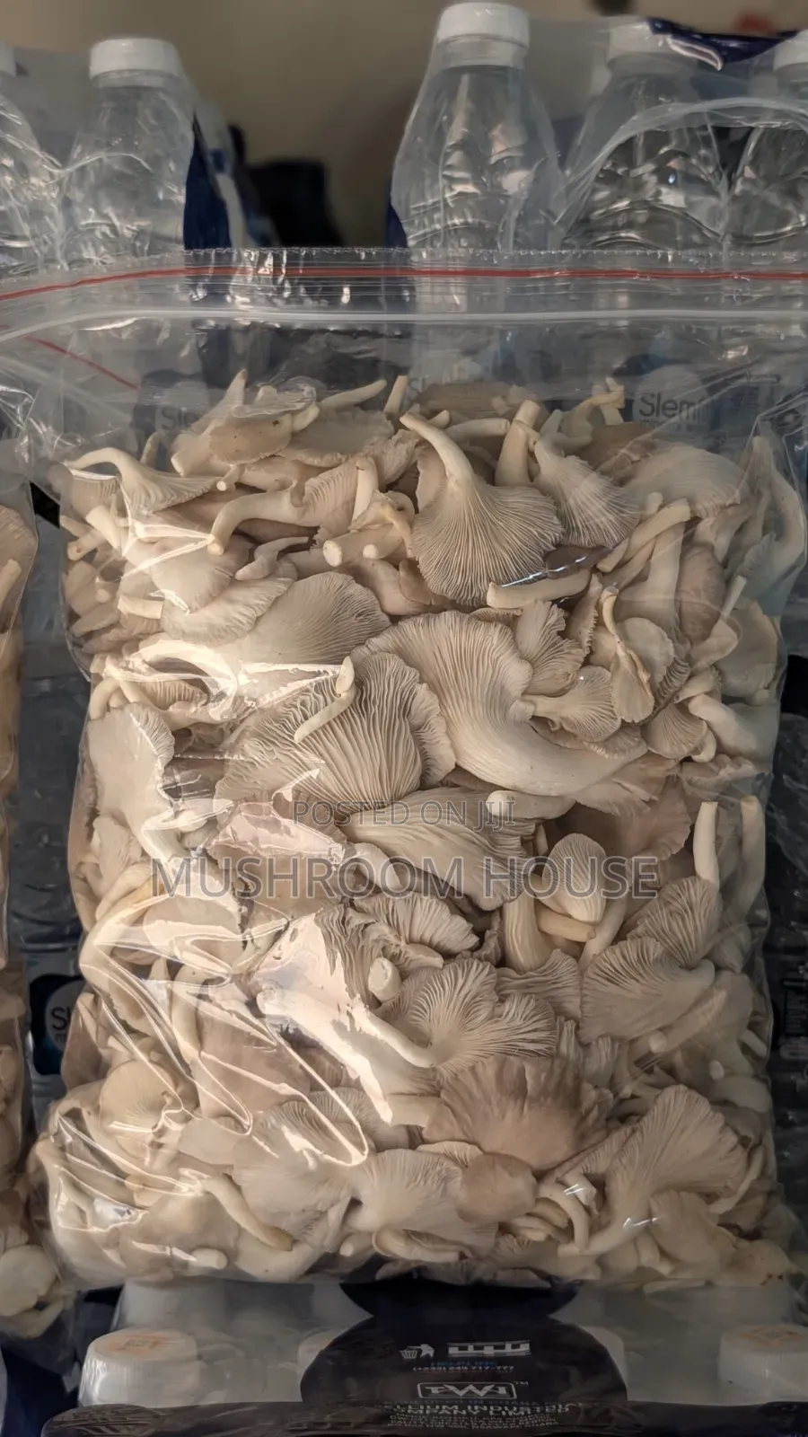 Organic Oyster Mushrooms For Sale ( Both Fresh And Dried)