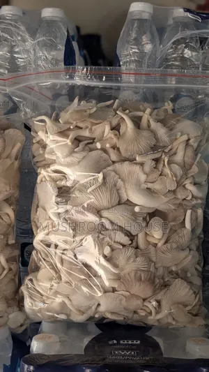 Organic Oyster Mushrooms For Sale ( Both Fresh And Dried)