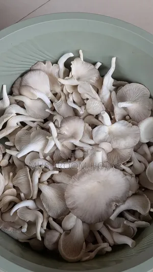 Organic Oyster Mushrooms For Sale ( Both Fresh And Dried)