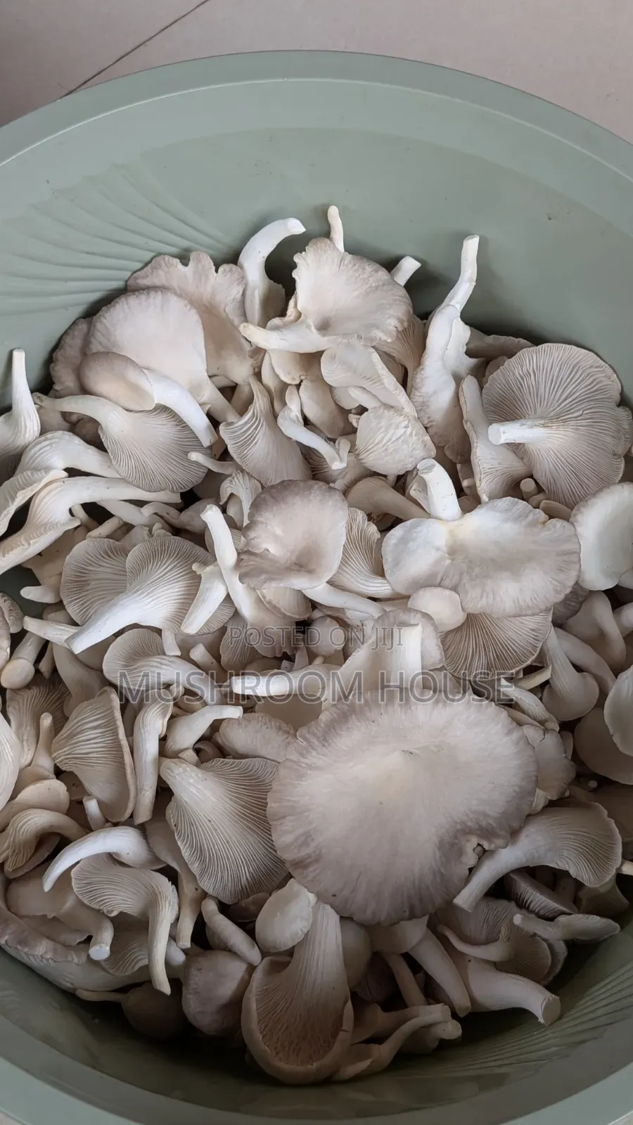 Organic Oyster Mushrooms For Sale ( Both Fresh And Dried)