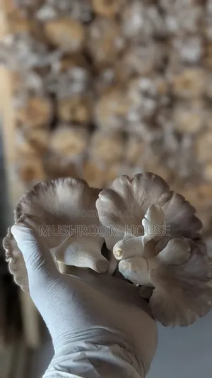 Organic Oyster Mushrooms For Sale ( Both Fresh And Dried)