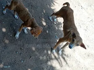6-12 months Female Mixed Breed Dog