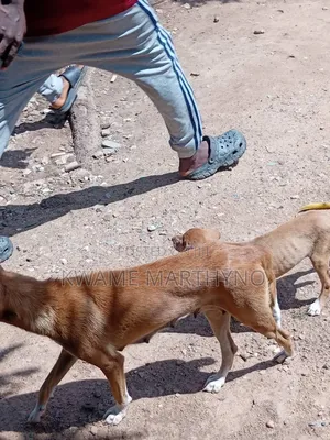 6-12 months Female Mixed Breed Dog
