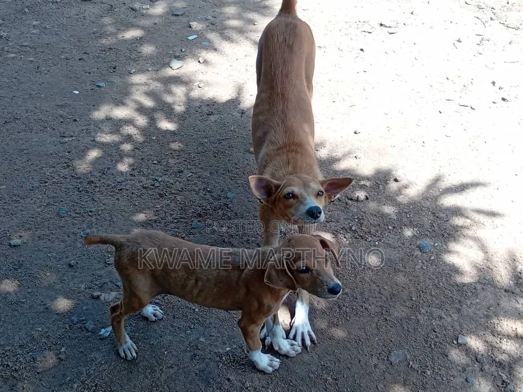6-12 months Female Mixed Breed Dog